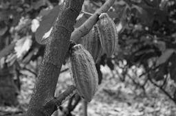 Kakaobohnen auf einer Plantage in Indonesien. (Wikimedia Commons)
