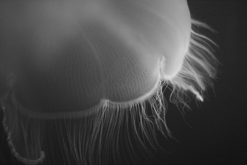 exemple d'aiguillon : la méduse